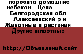 поросята домашние  небекон › Цена ­ 3 500 - Белгородская обл., Алексеевский р-н Животные и растения » Другие животные   